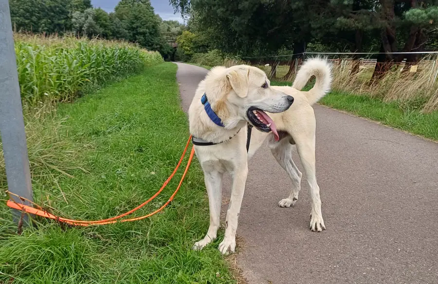Sero - Kangal-Hirtenhund - Bild 3