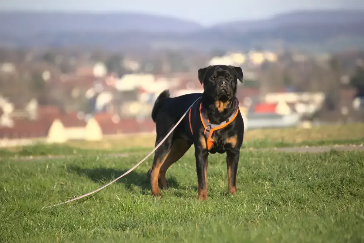 Eick - Rottweiler - Bild 5