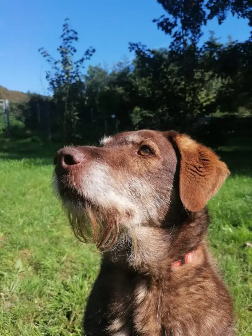 Max -  - Bild 6