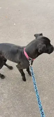 Bonnie – Cane Corso Italiano – Bild 4