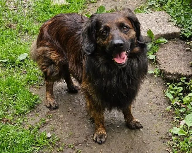 Odin -  - Bild 1