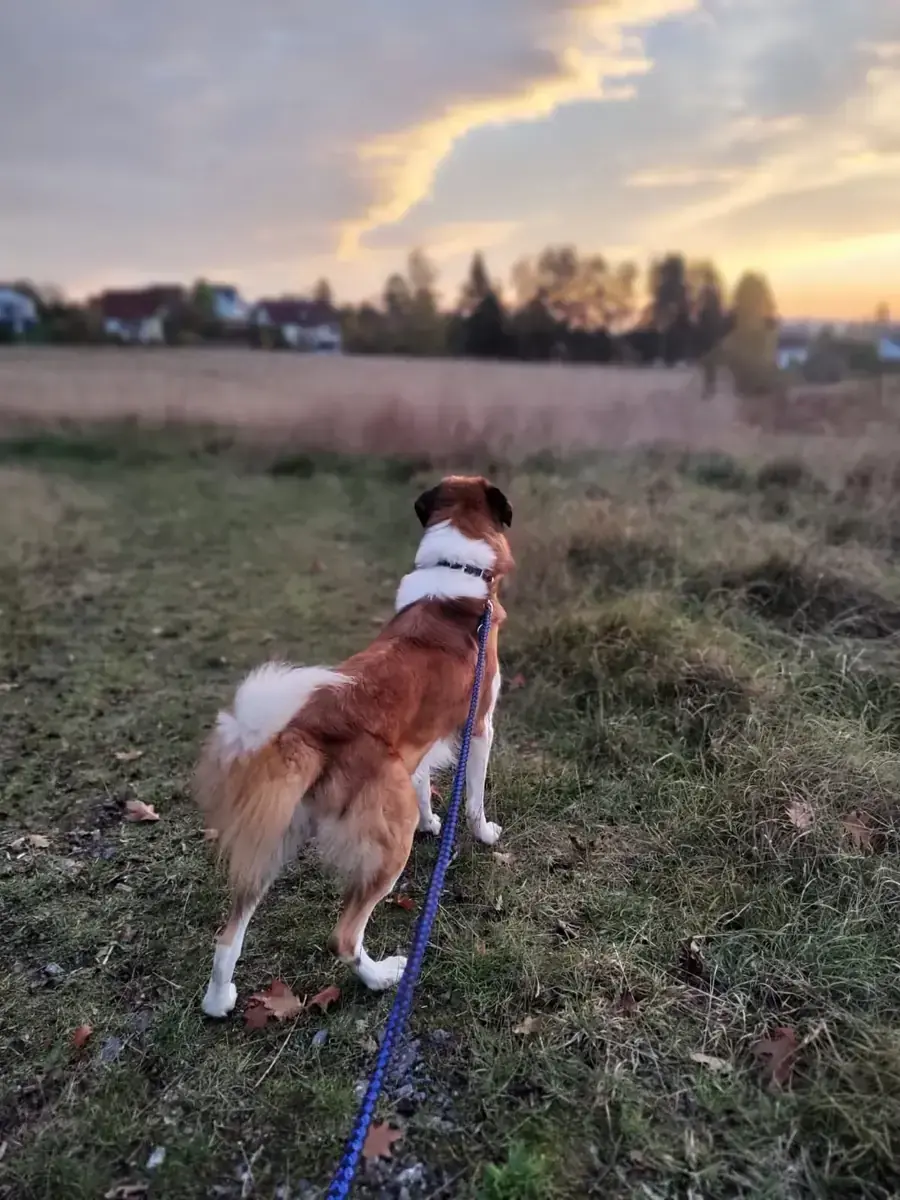 Buddy -  - Bild 5
