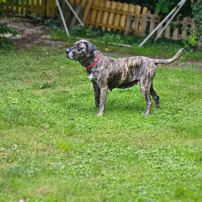 Olivia – Dogo Canario – Bild 9