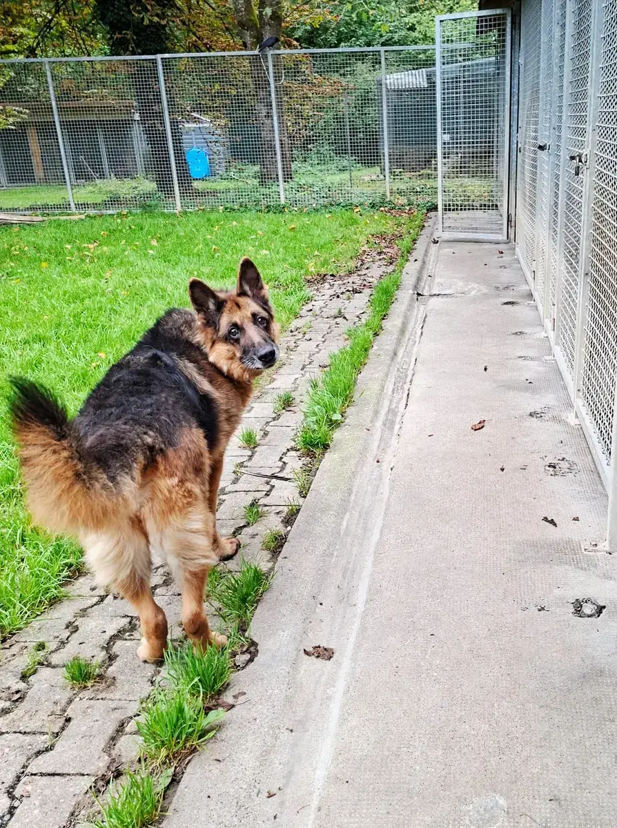 Aaron - Deutscher Schäferhund - Bild 12
