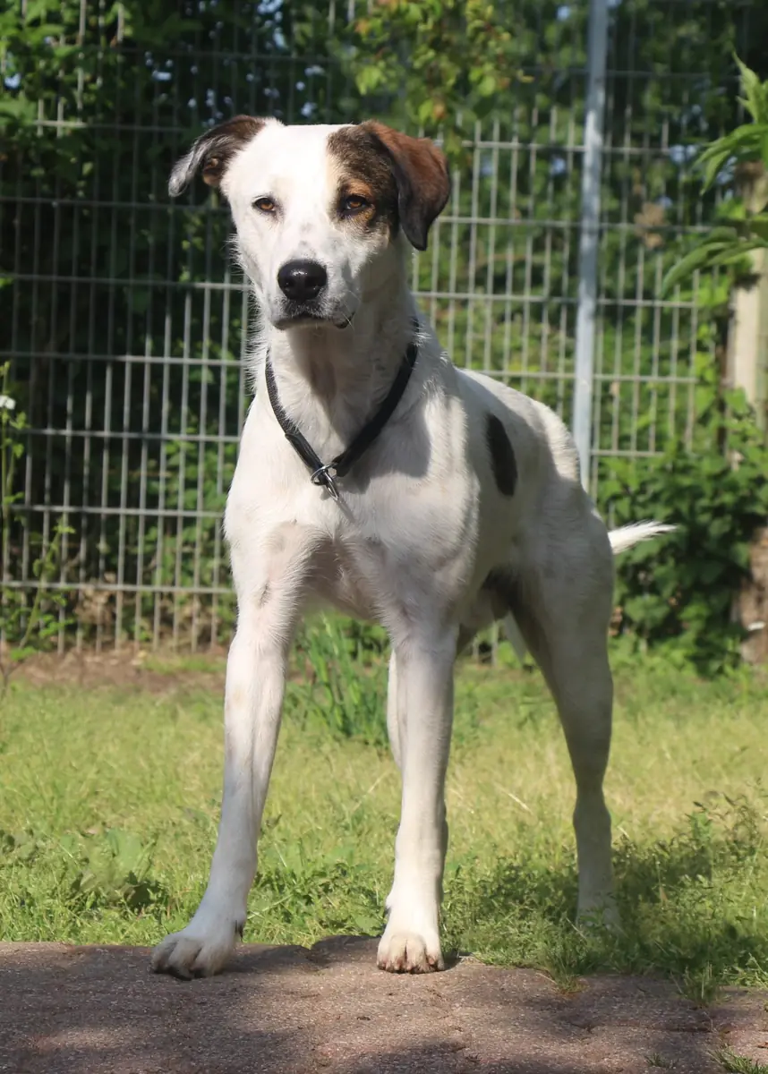 Benny -  - Bild 4