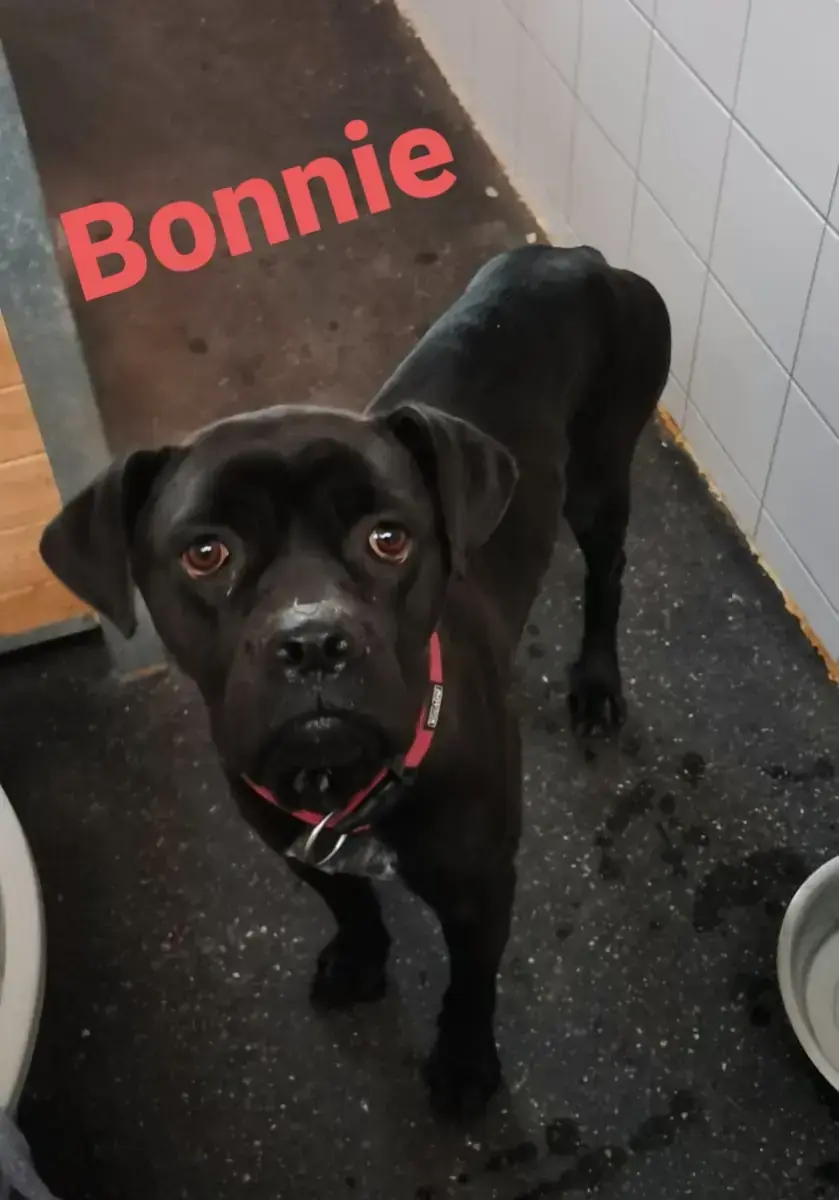 Bonnie - Cane Corso Italiano - Bild 17