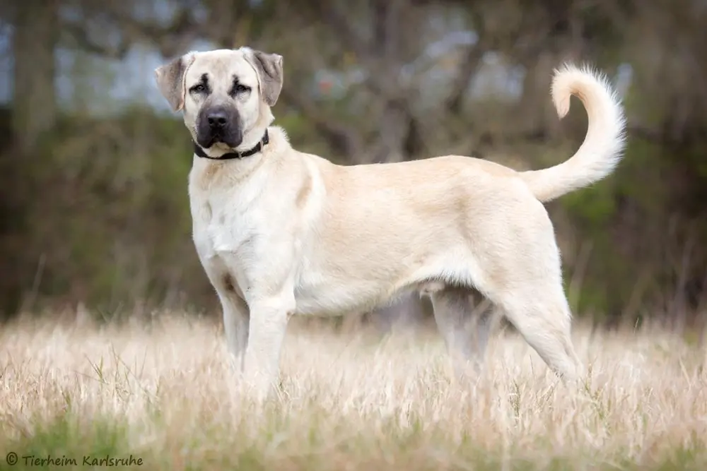 Pascha - Kangal-Hirtenhund - Bild 1