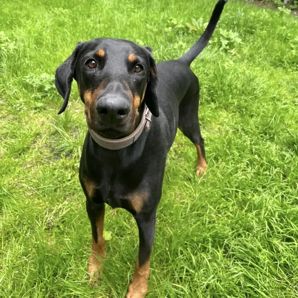 Abby - Dobermann - Bild 2