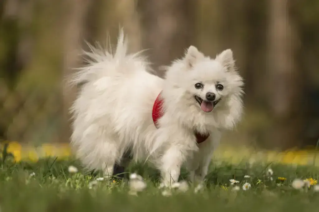 Hund Scrat