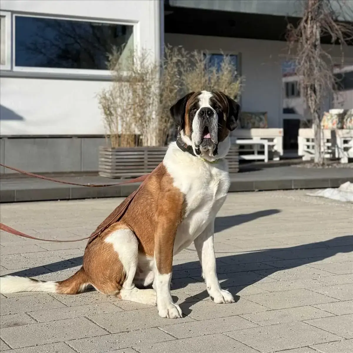 BALIN -  - Bild 2