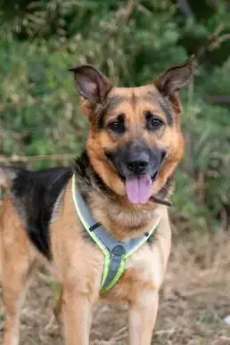 Deutscher Schäferhund-Mix Altai
