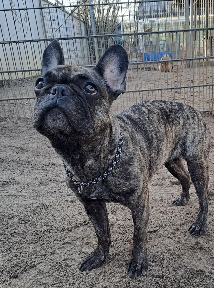 Caja - Französische Bulldogge - Bild 3