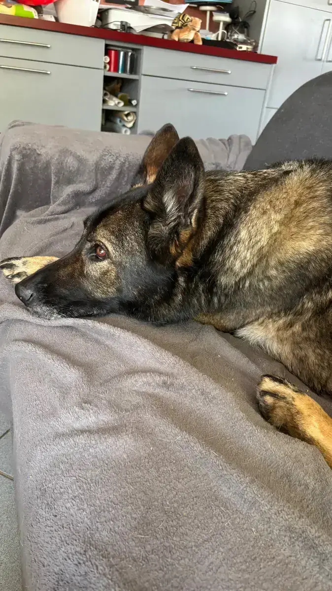 Josy – Deutscher Schäferhund – Bild 3