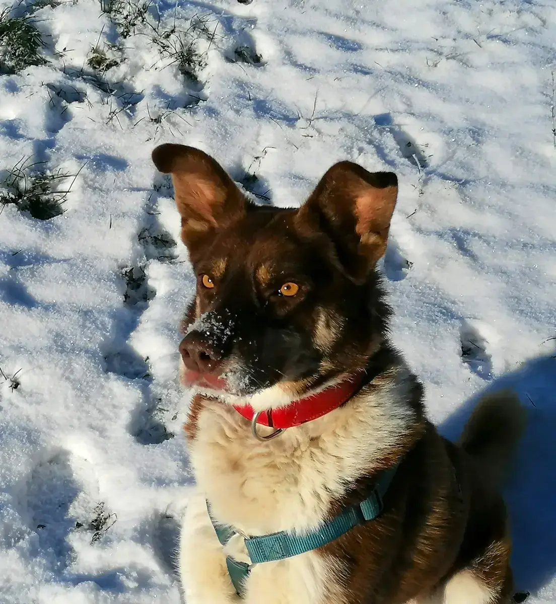 Nobby -  - Bild 4