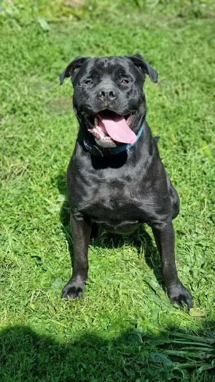 Tylor - Rottweiler, Cane Corso Italiano - Bild 4