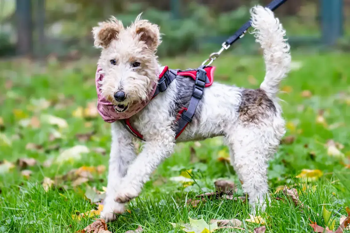 Gerda - Foxterrier Drahthaar - Bild 2