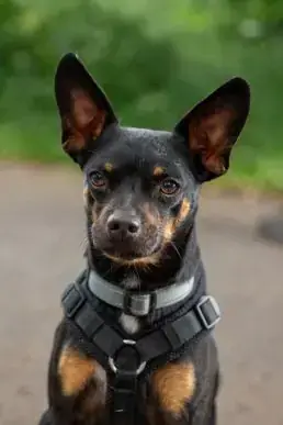 Snuggles - Deutscher Pinscher - Bild 1
