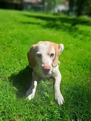 Shaila – Beagle – Bild 3