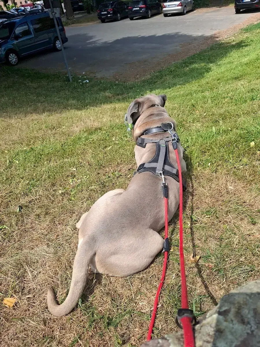 Byron - Cane Corso Italiano - Bild 3