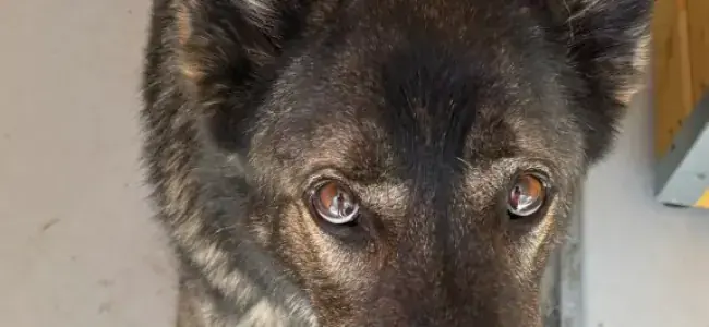 Deutscher Schäferhund Josy