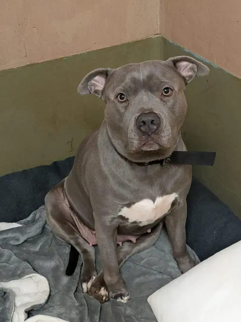 Nala – American Staffordshire Terrier – Bild 3