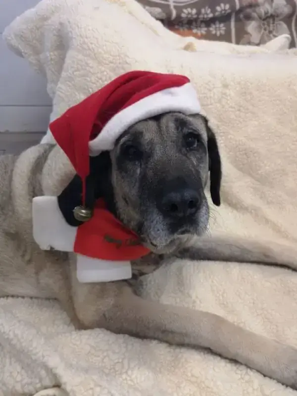 Naz - Kangal-Hirtenhund - Bild 6