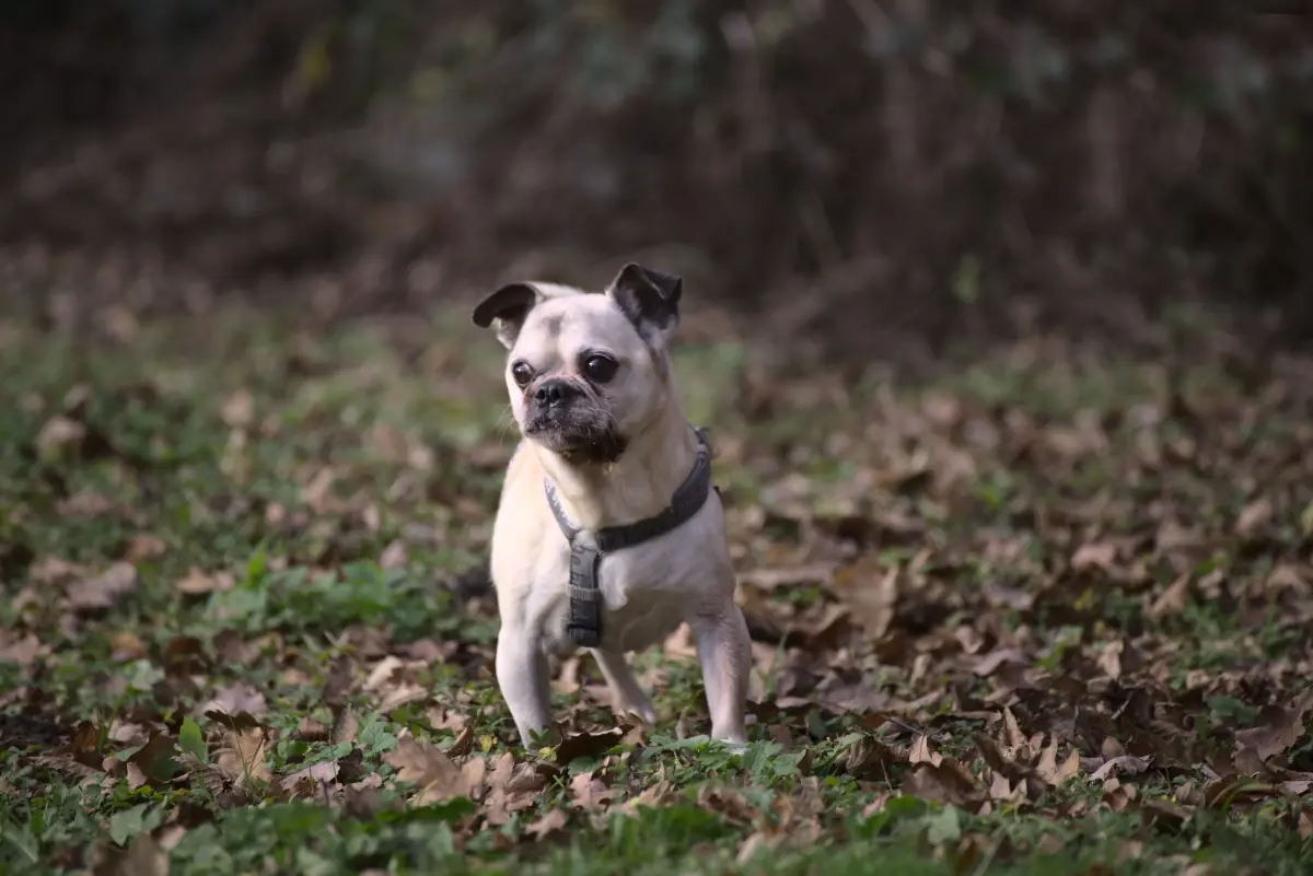 Bobby - Mops - Bild 1