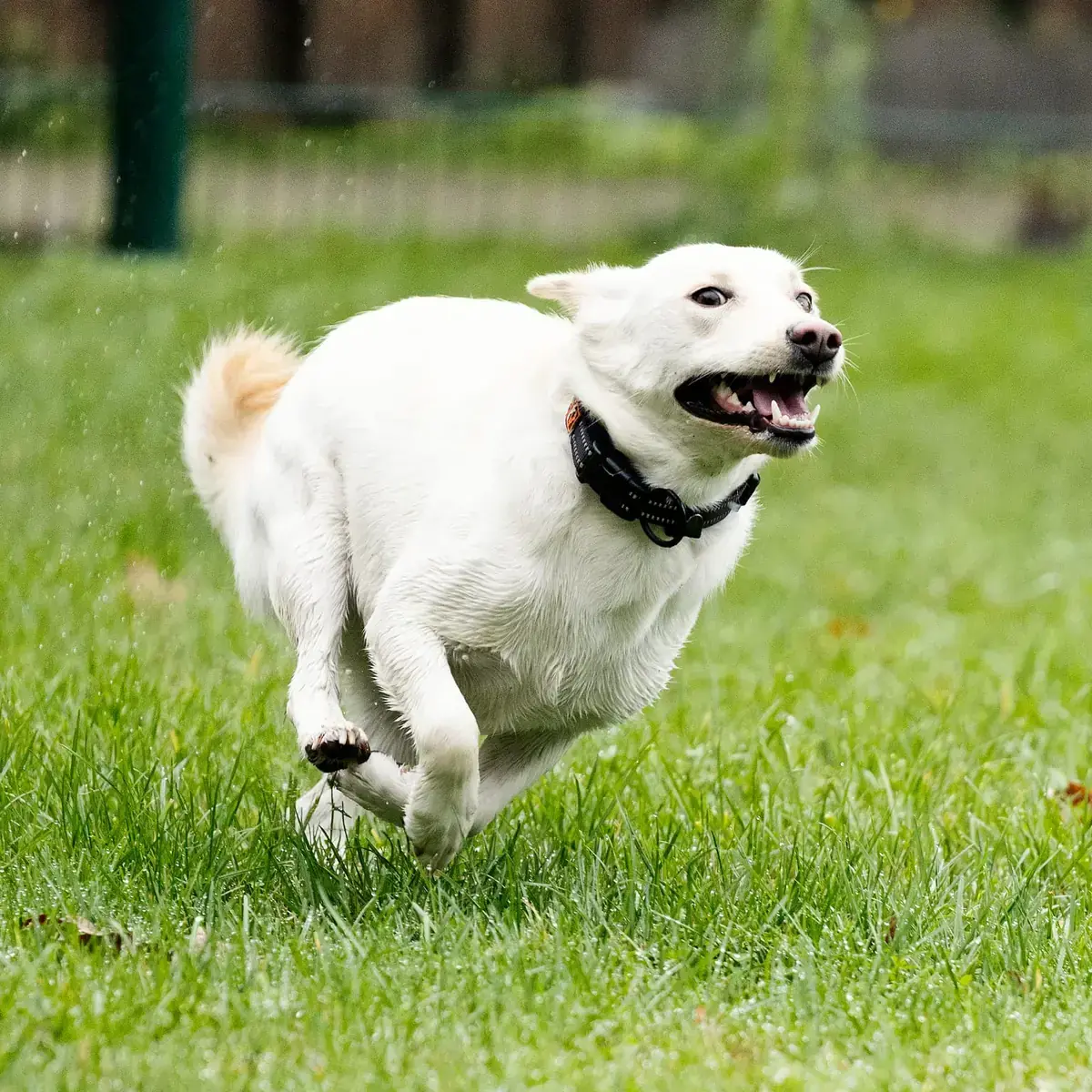 Ivy - Deutscher Schäferhund - Bild 4