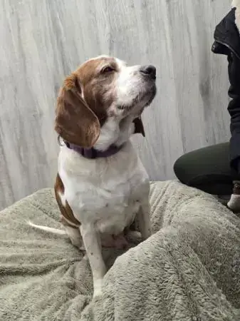 Balu - Deutscher Schäferhund - Bild 3