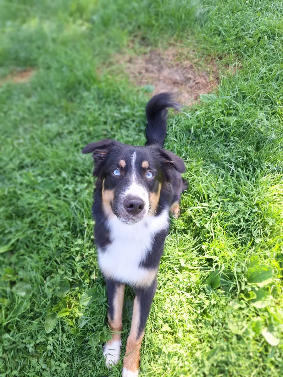 Aika - Australian Shepherd - Bild 3