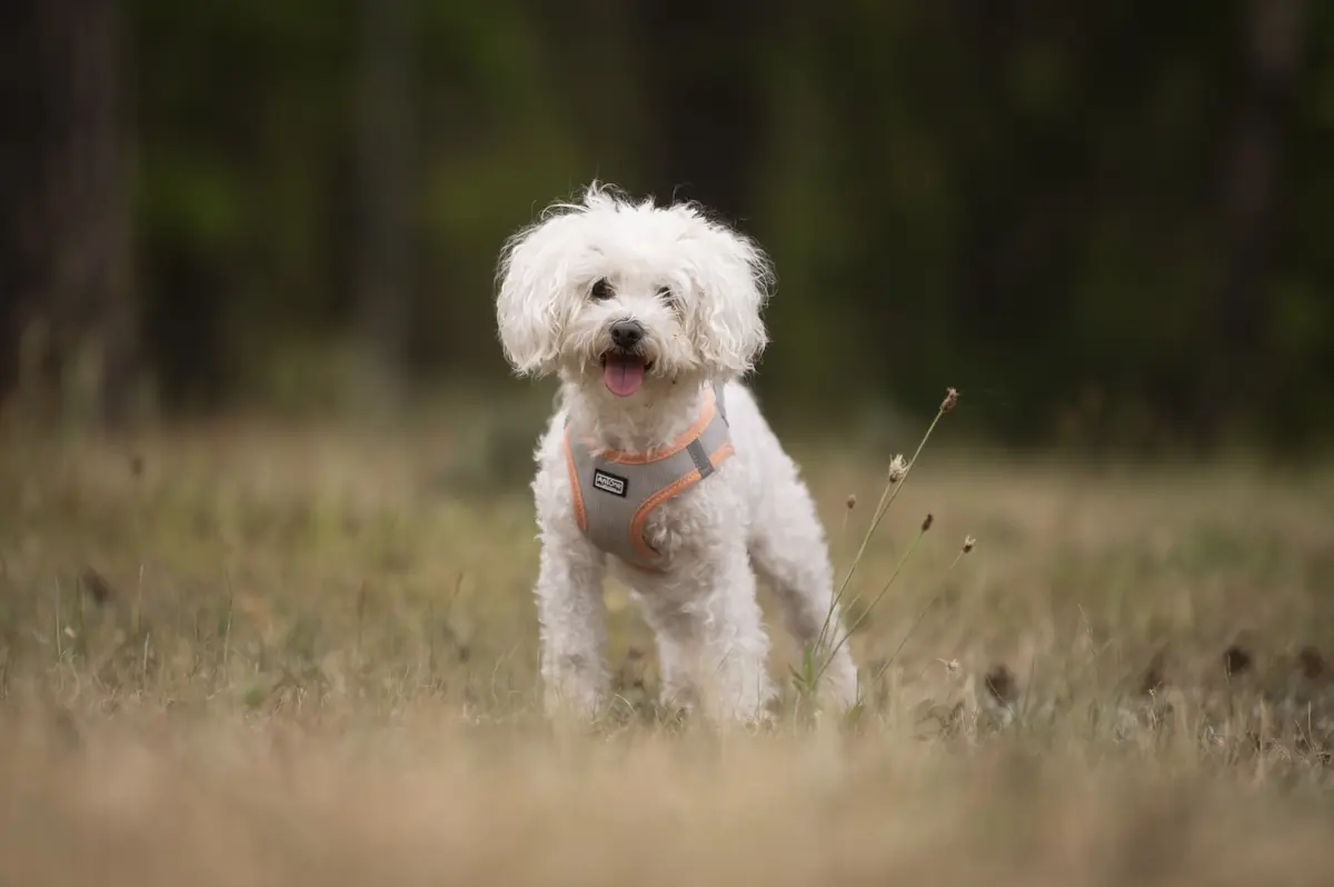 Marie und Batzi - Bichon Frisé - Bild 4
