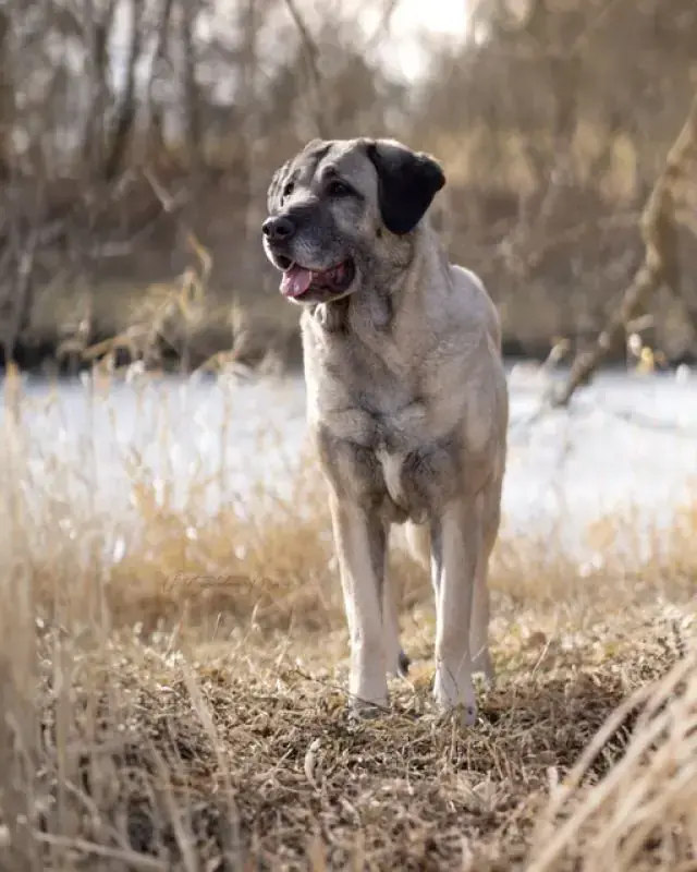 Naz - Kangal-Hirtenhund - Bild 11
