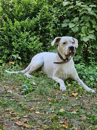 Margo - Dogo Argentino - Bild 5