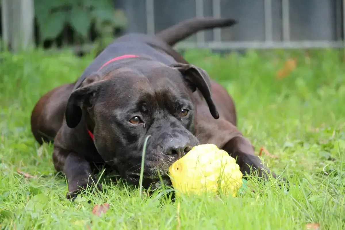 Bobby -  - Bild 6