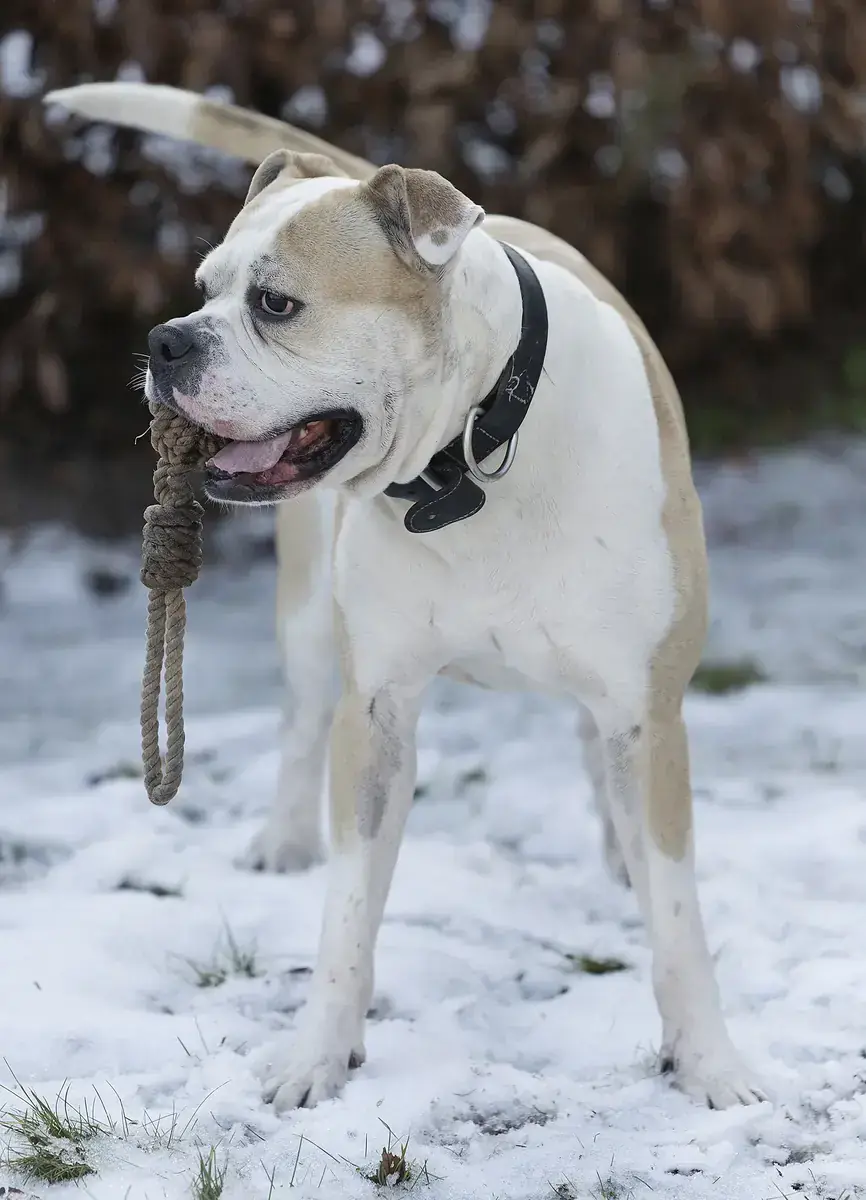 Chopper - Deutscher Boxer - Bild 5