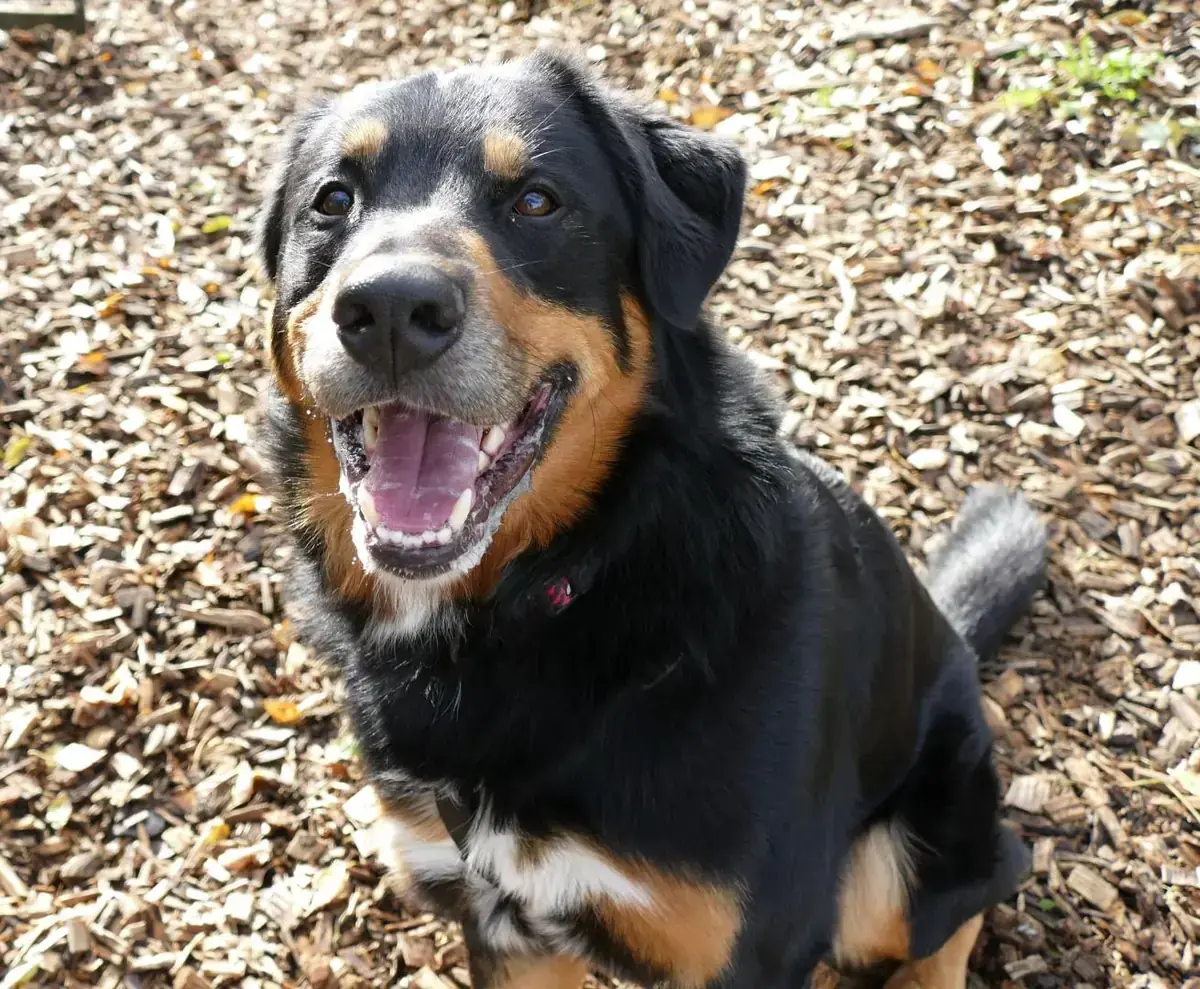 Nero -  - Bild 3