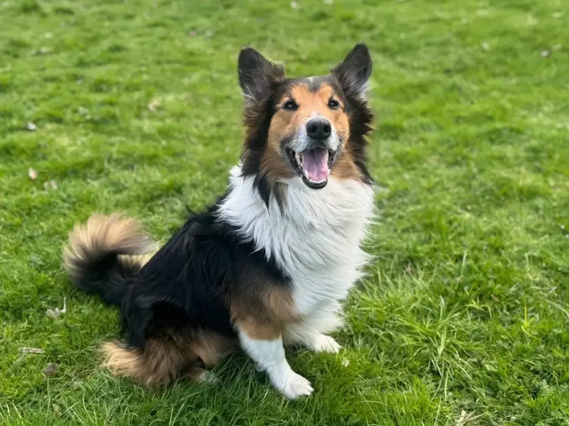 Sam - Border Collie - Bild 1