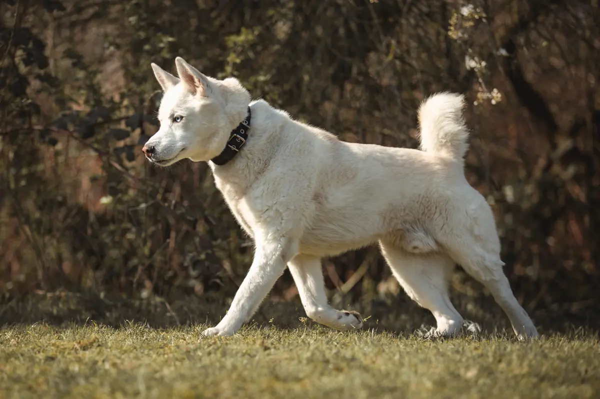 Balou - Siberian Husky - Bild 4