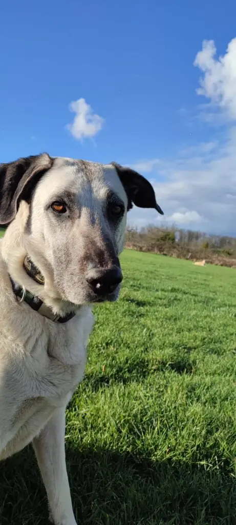 Grey - Kangal-Hirtenhund - Bild 2