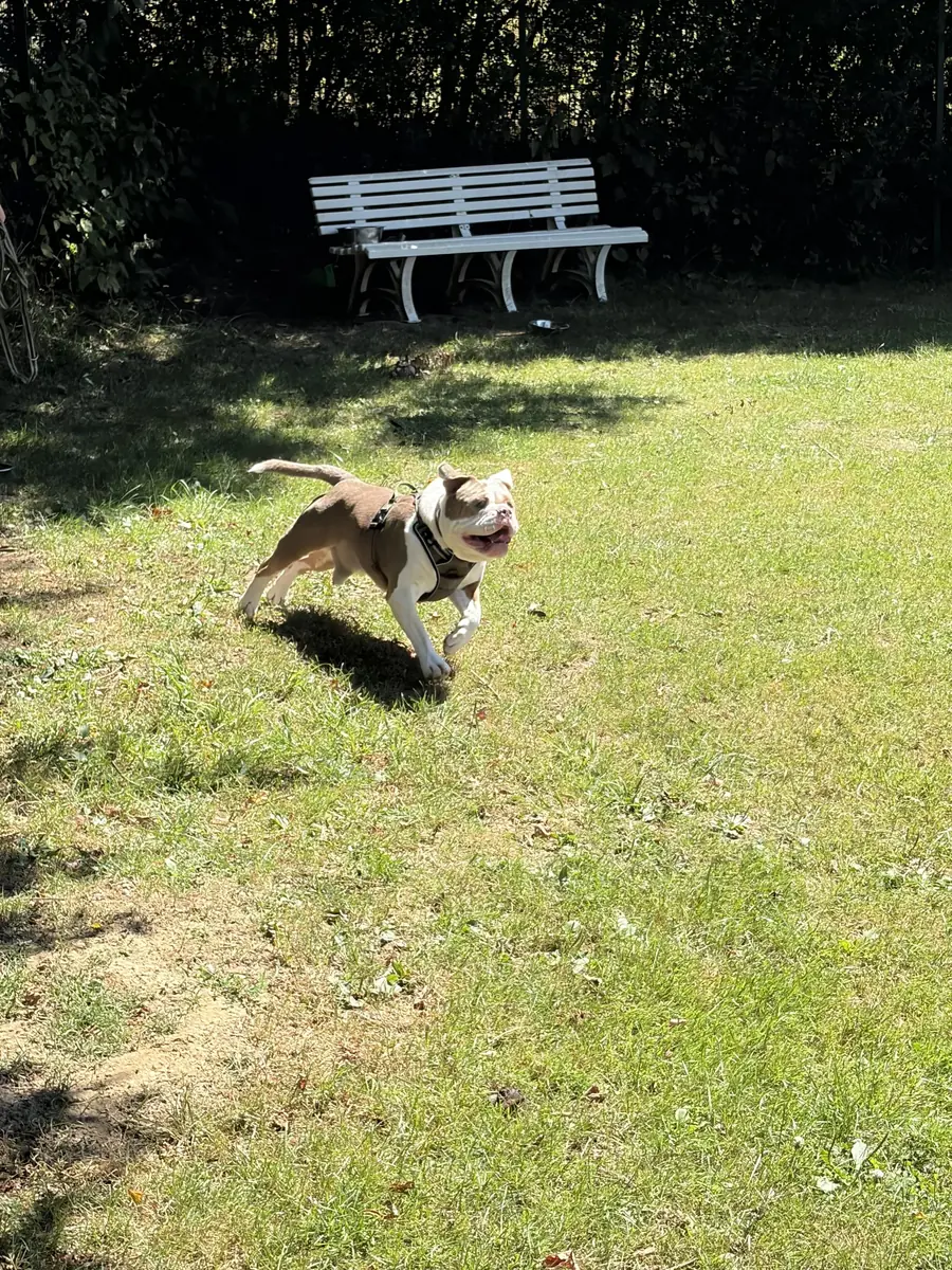 Ragnar - Englische Bulldogge - Bild 2