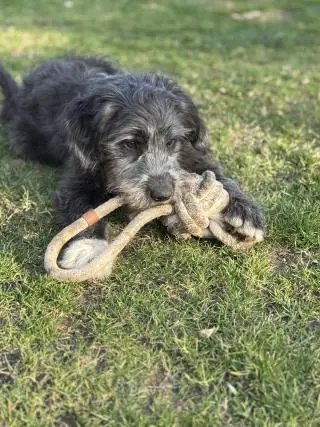 Bailey - Ciobănesc Românesc Mioritic - Bild 10