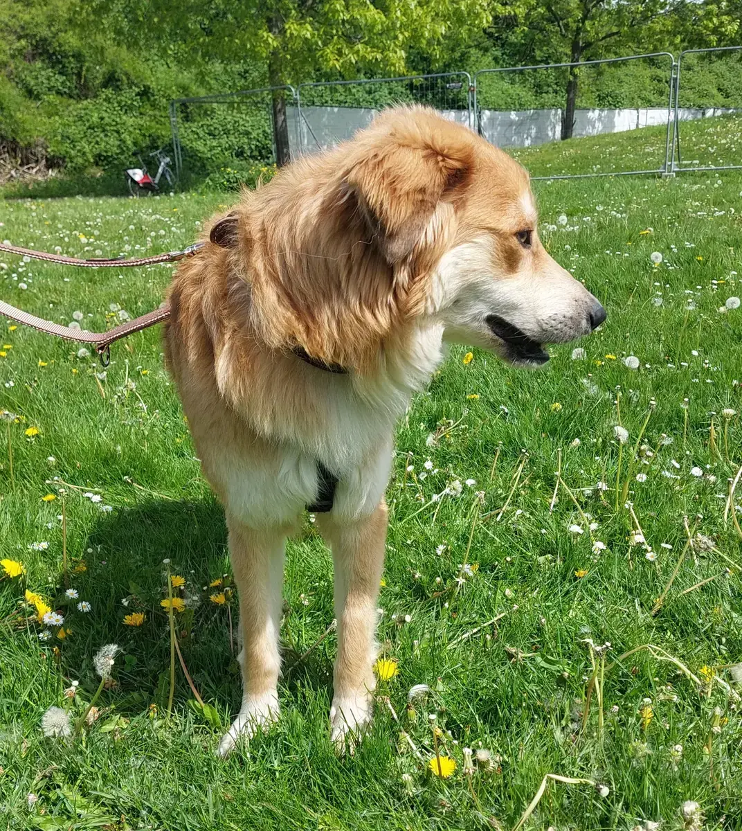 Milo -  - Bild 4
