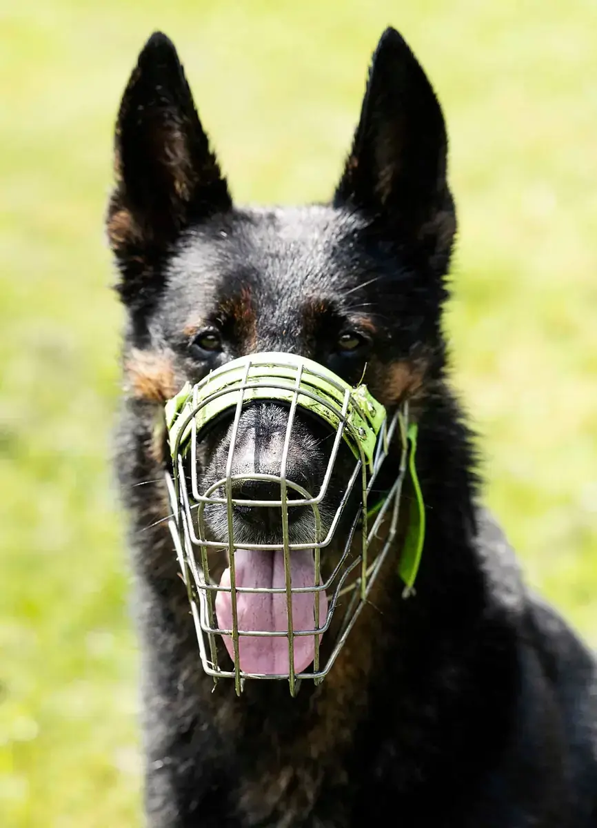 Miko - Deutscher Schäferhund - Bild 5