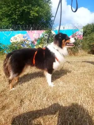 Hayato – Australian Shepherd – Bild 2