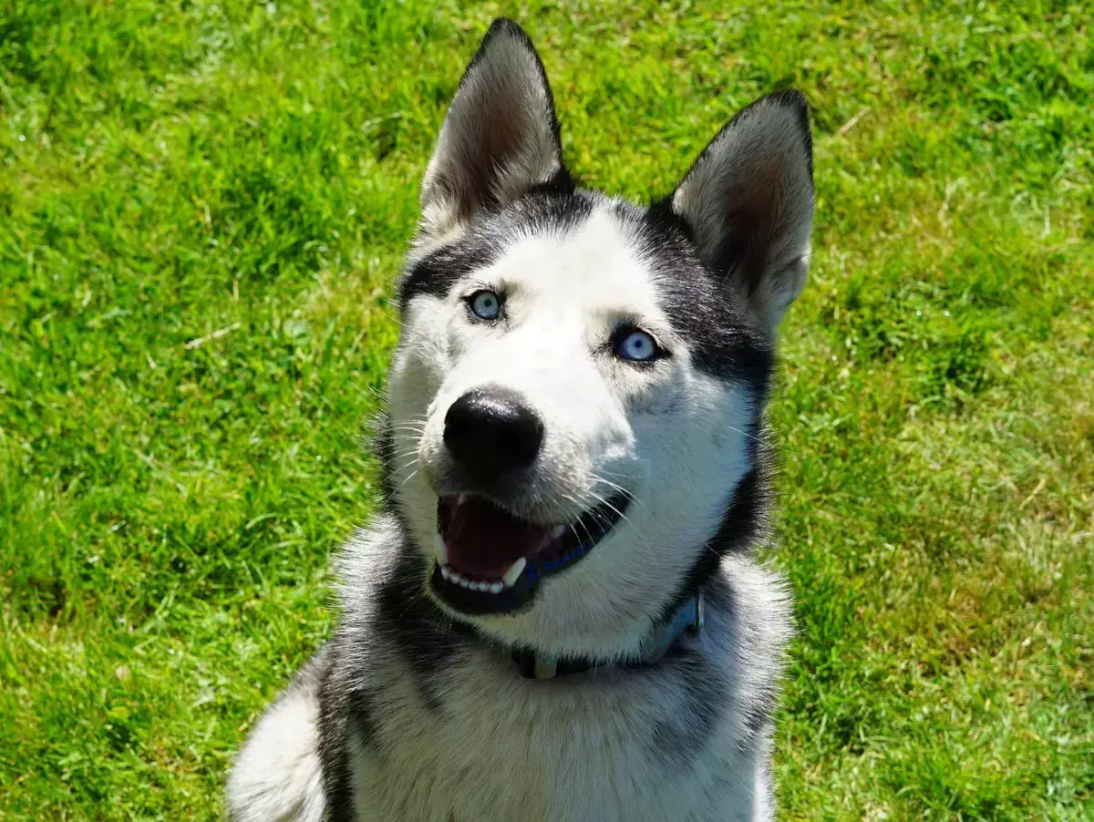 Orion - Siberian Husky - Bild 1