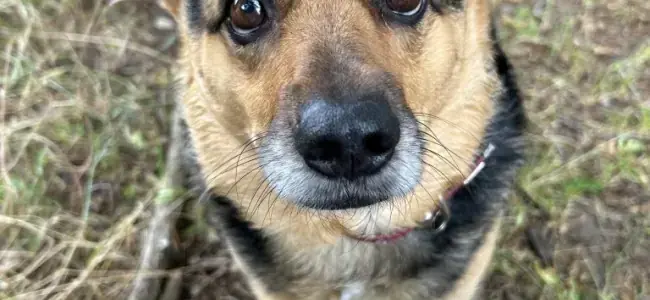 Mara -  - Bild 1