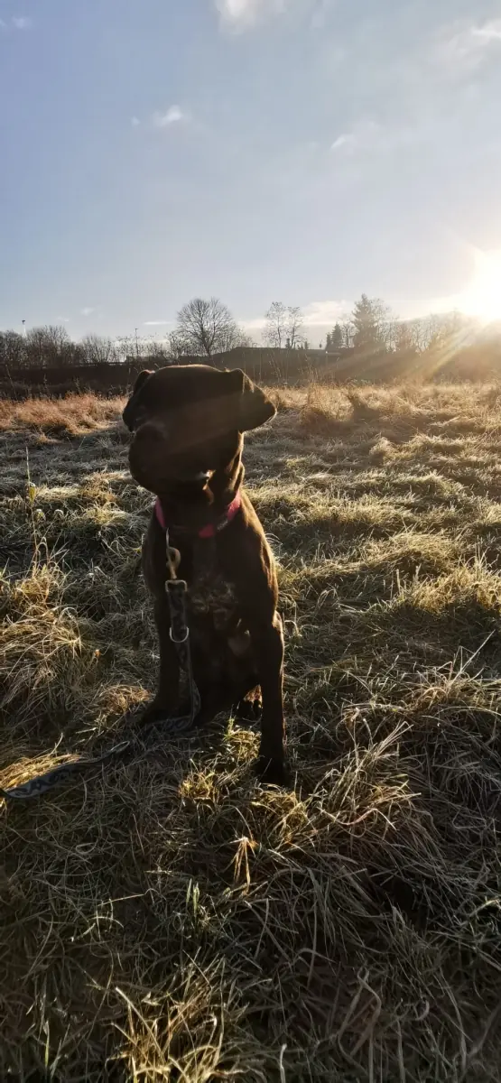 Bonnie - Cane Corso Italiano - Bild 13