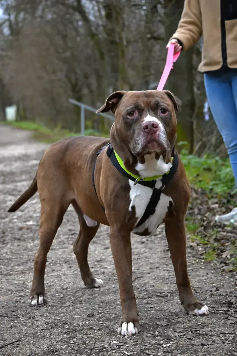 Gizmo - American Staffordshire Terrier - Bild 6