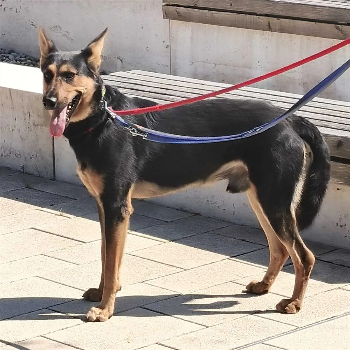 Louis - Deutscher Schäferhund - Bild 1