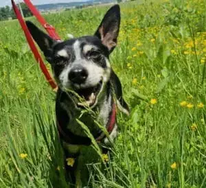 Bubi - Deutscher Pinscher, Beagle - Bild 1